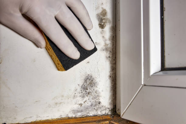 Best Mold Odor Removal Services  in Lakeview Estates, GA